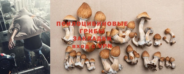 сатива Аркадак